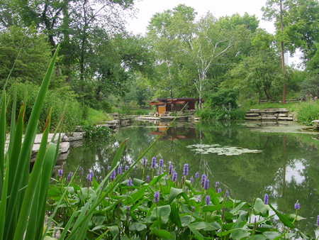 Lily Pool