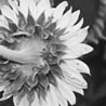 Fertile Photos 