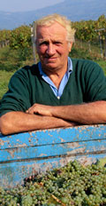 [photo: man harvesting wine grapes]