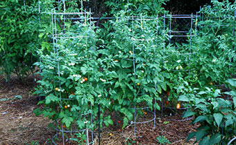Staked tomato plants