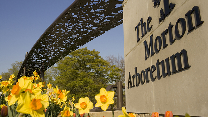 The Morton Arboretum