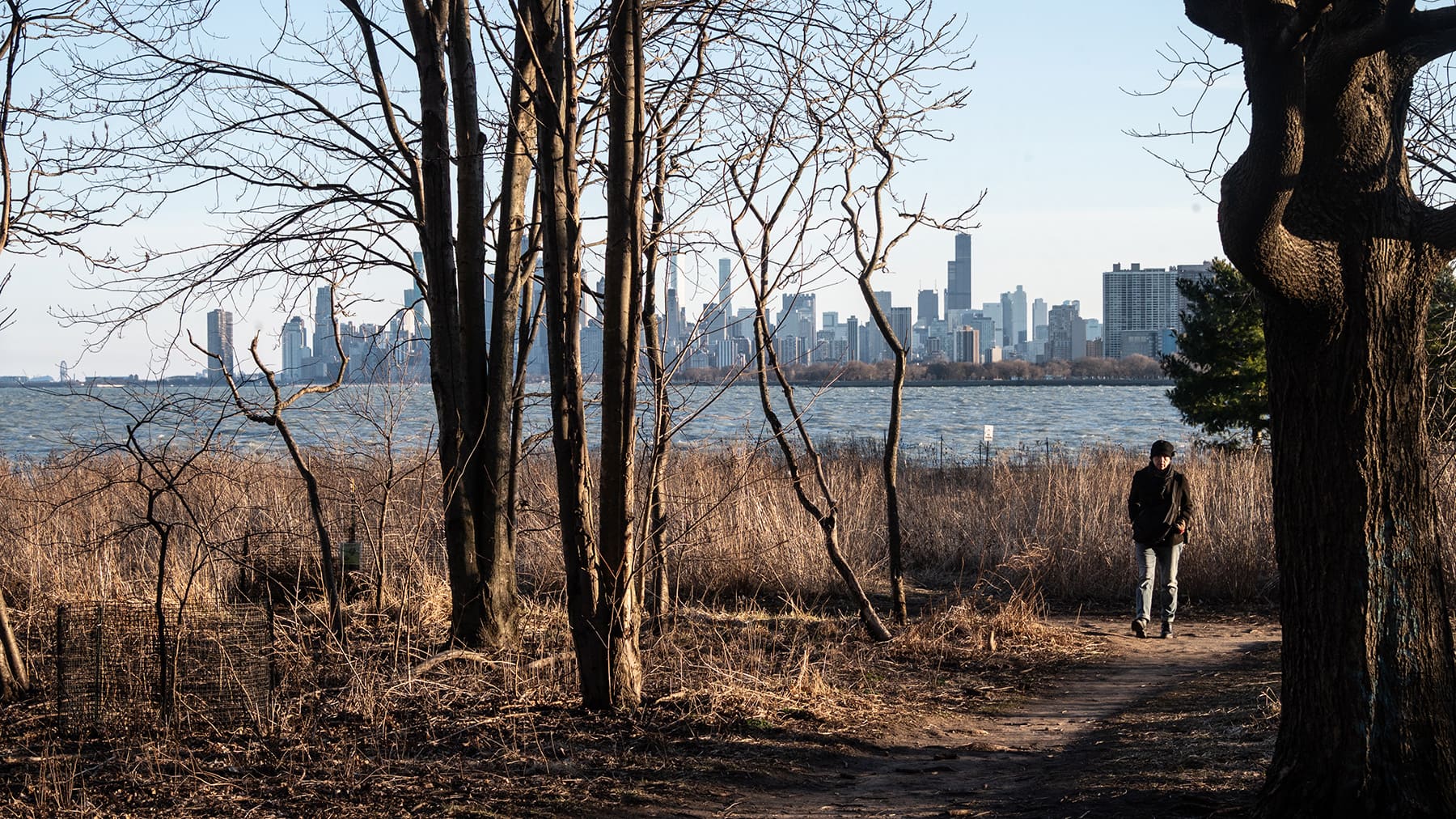 A person walks along a wooded trail amongst leafless trees and tall grasses with Lake Michigan and the Chicago skyline in the distance.