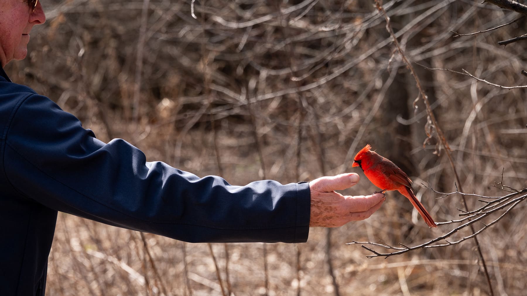 A male cardinal rests on a man's ourstretched arm.