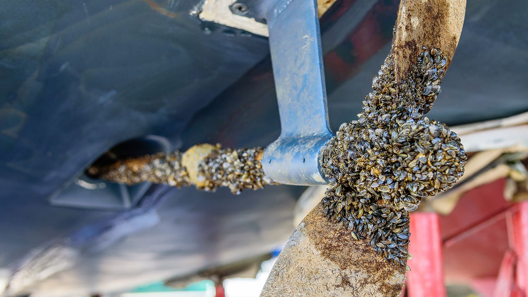 Zebra mussels attached to a boat’s propeller