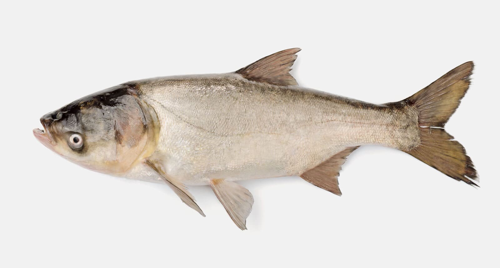 A silver carp against a white background