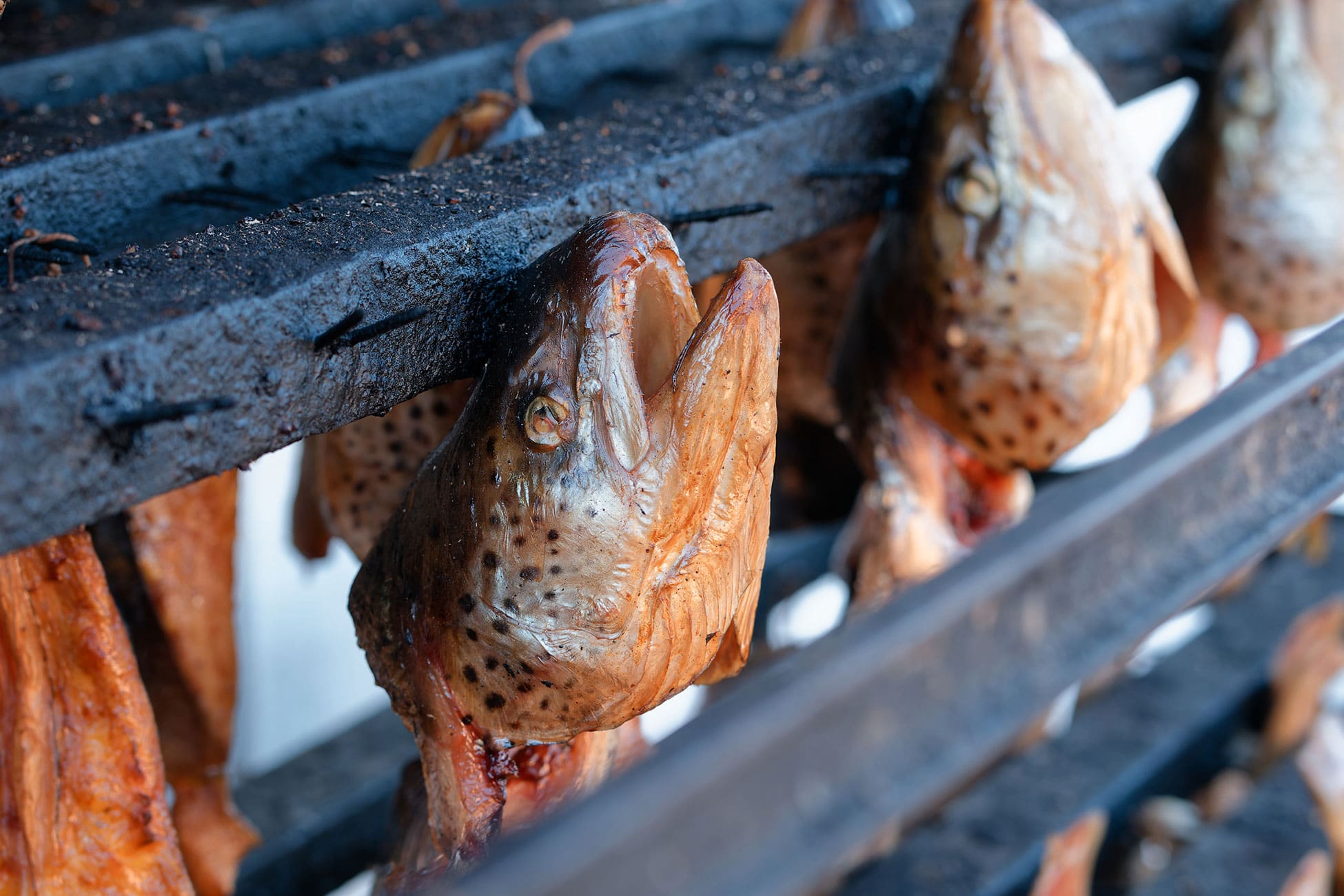 Closeup of fish heads and collars on the racks.
