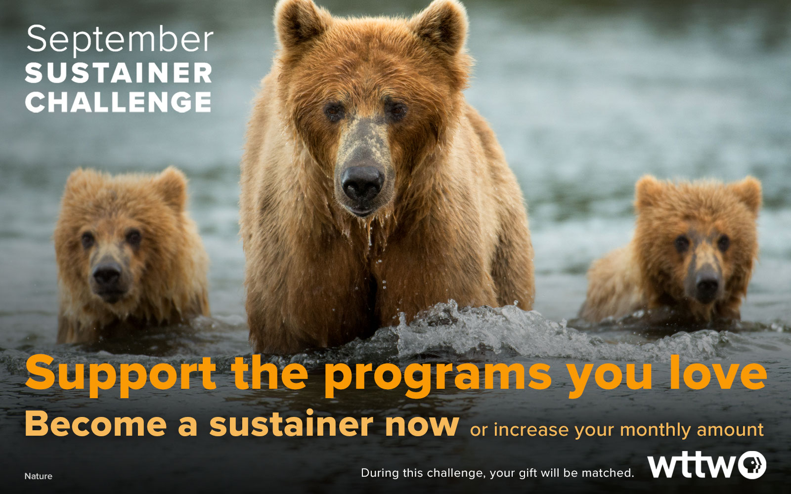 September Sustainer Challenge - Support the programs you love. Pictured: A mother bear and two cubs swimming.