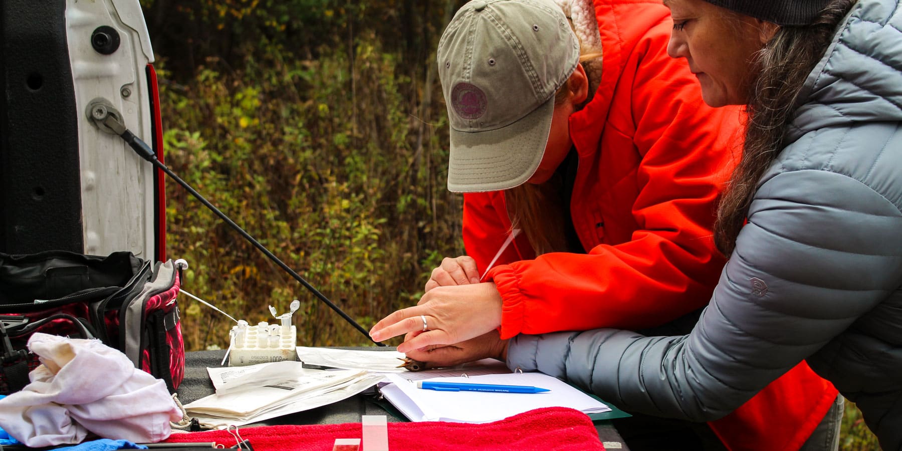 Workers swab parts of a bird to check for diseases and parasites