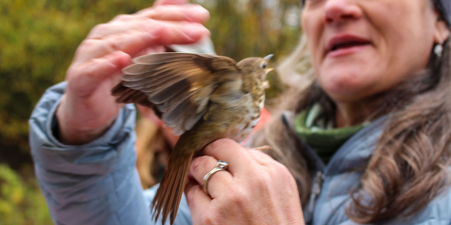 A woman holds a bird as it starts to flap it's wings