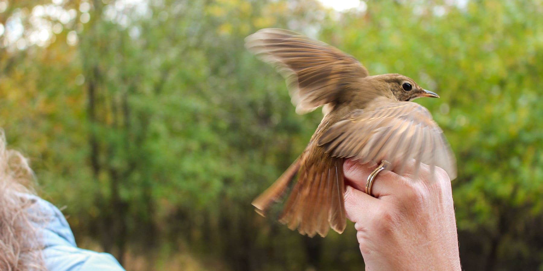 A bird held by it's feet, about to be released