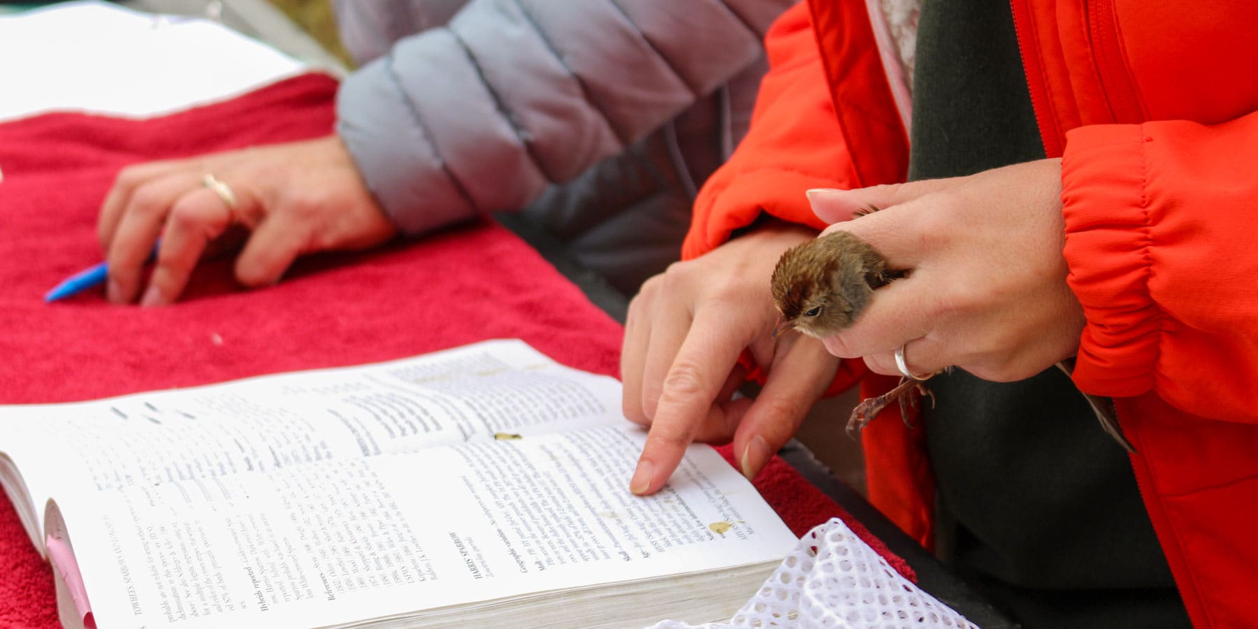 A worker holds a small bird while looking at a book