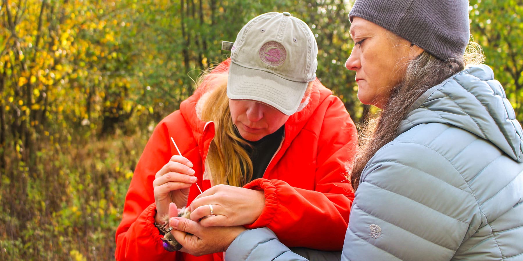Workers swab and inspect a bird in their hands