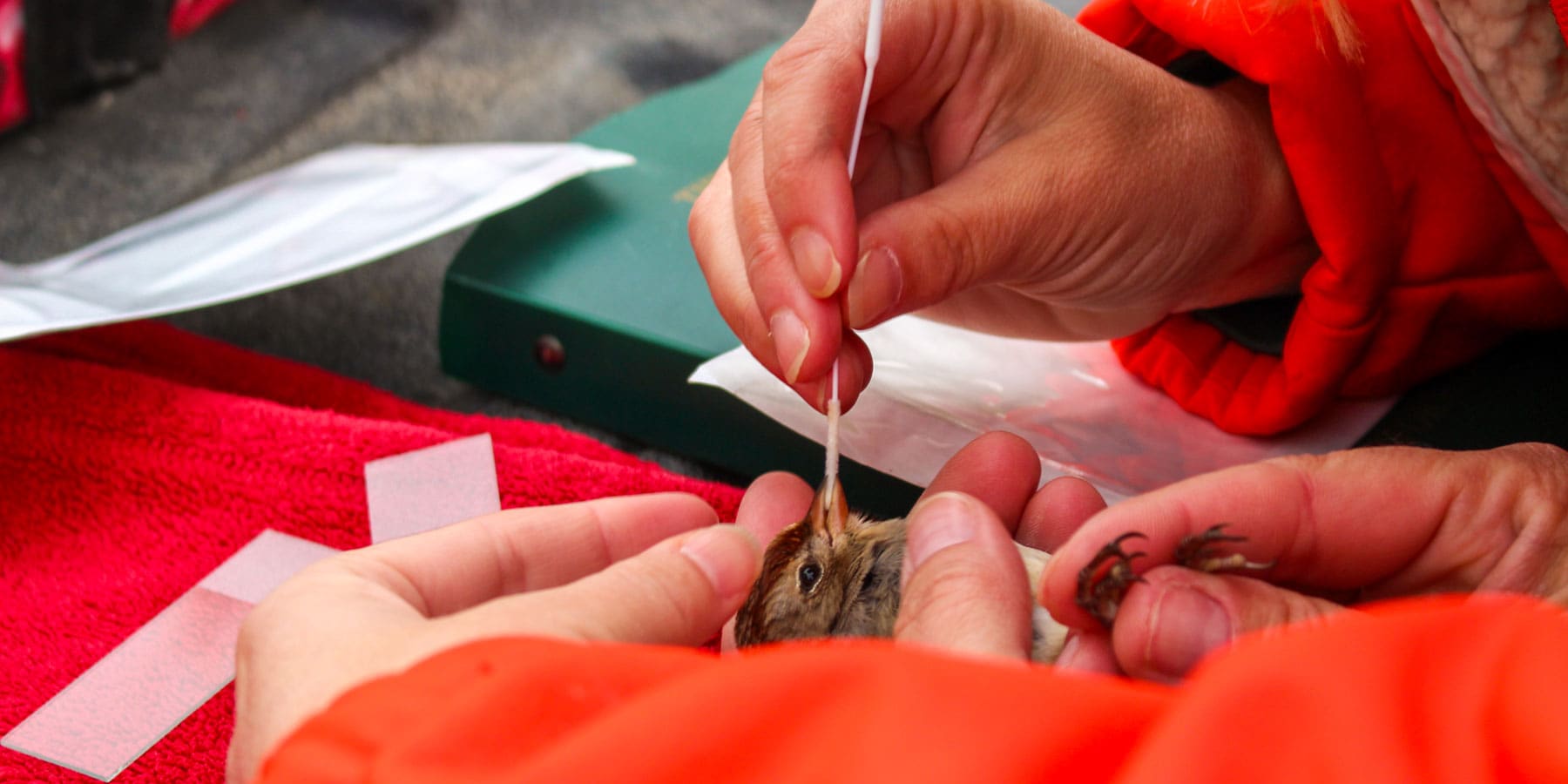 A worker puts a swab into the beak of a bird