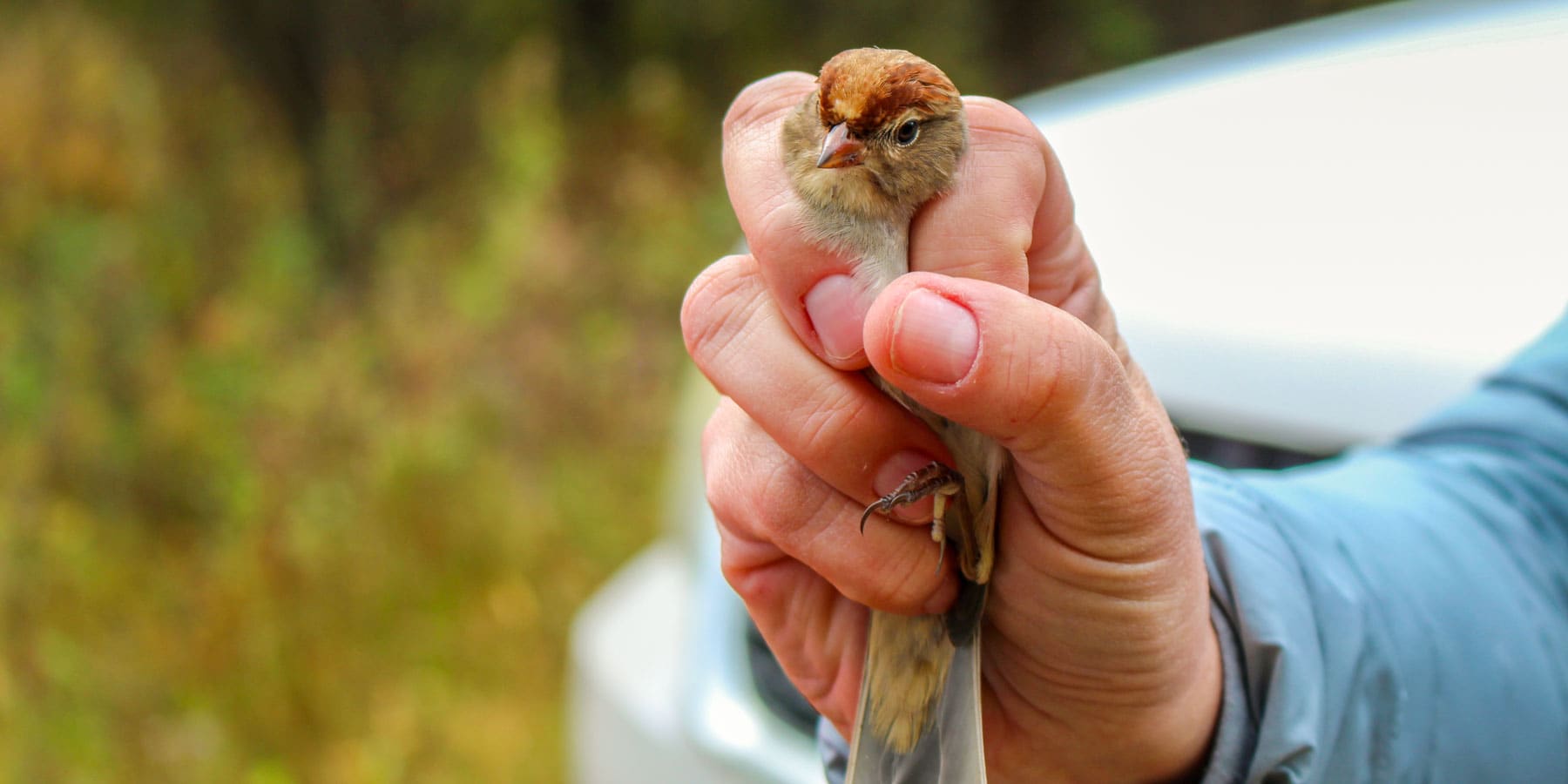 A small bird is held gently in a worker's hand.
