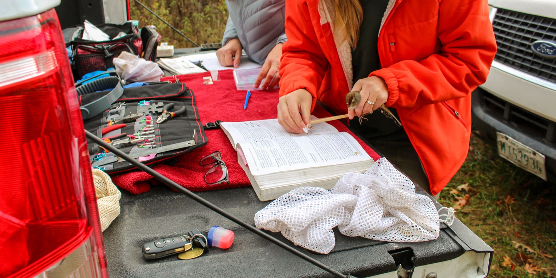 Bird samples and notes being taken at the back of a pick-up truck