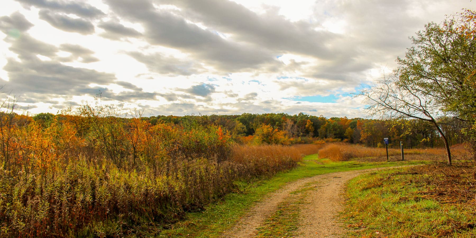 A partly sunny scene in the forest preserve
