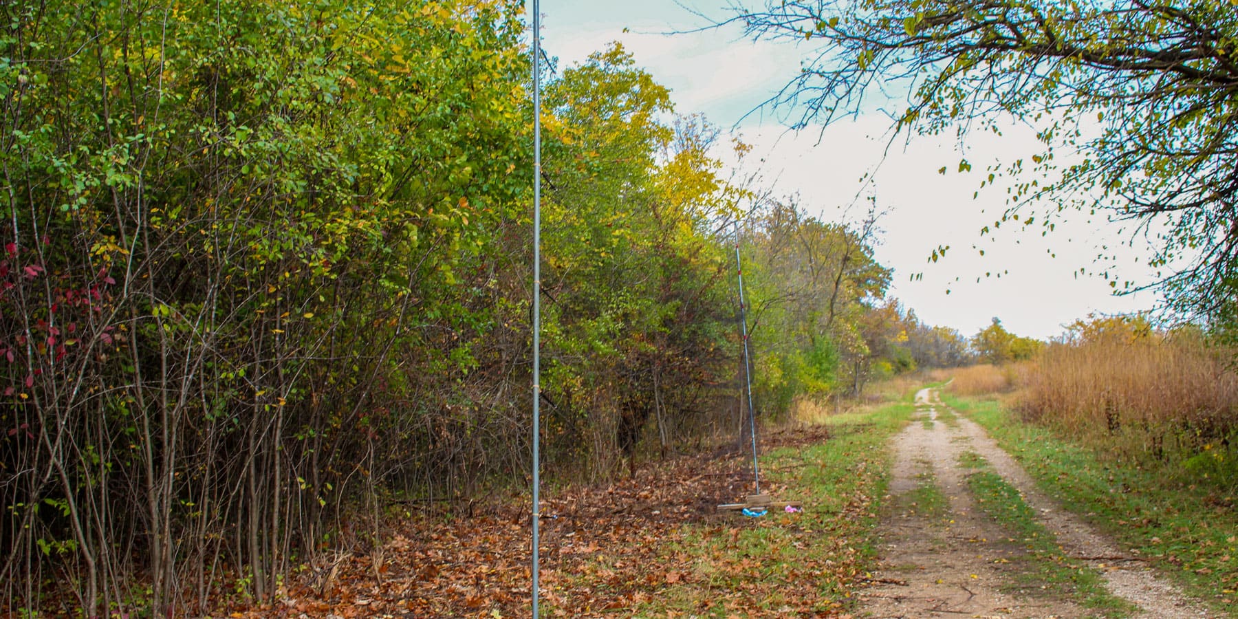 An almost invisible bird net and support poles along a service road in the forest preserve