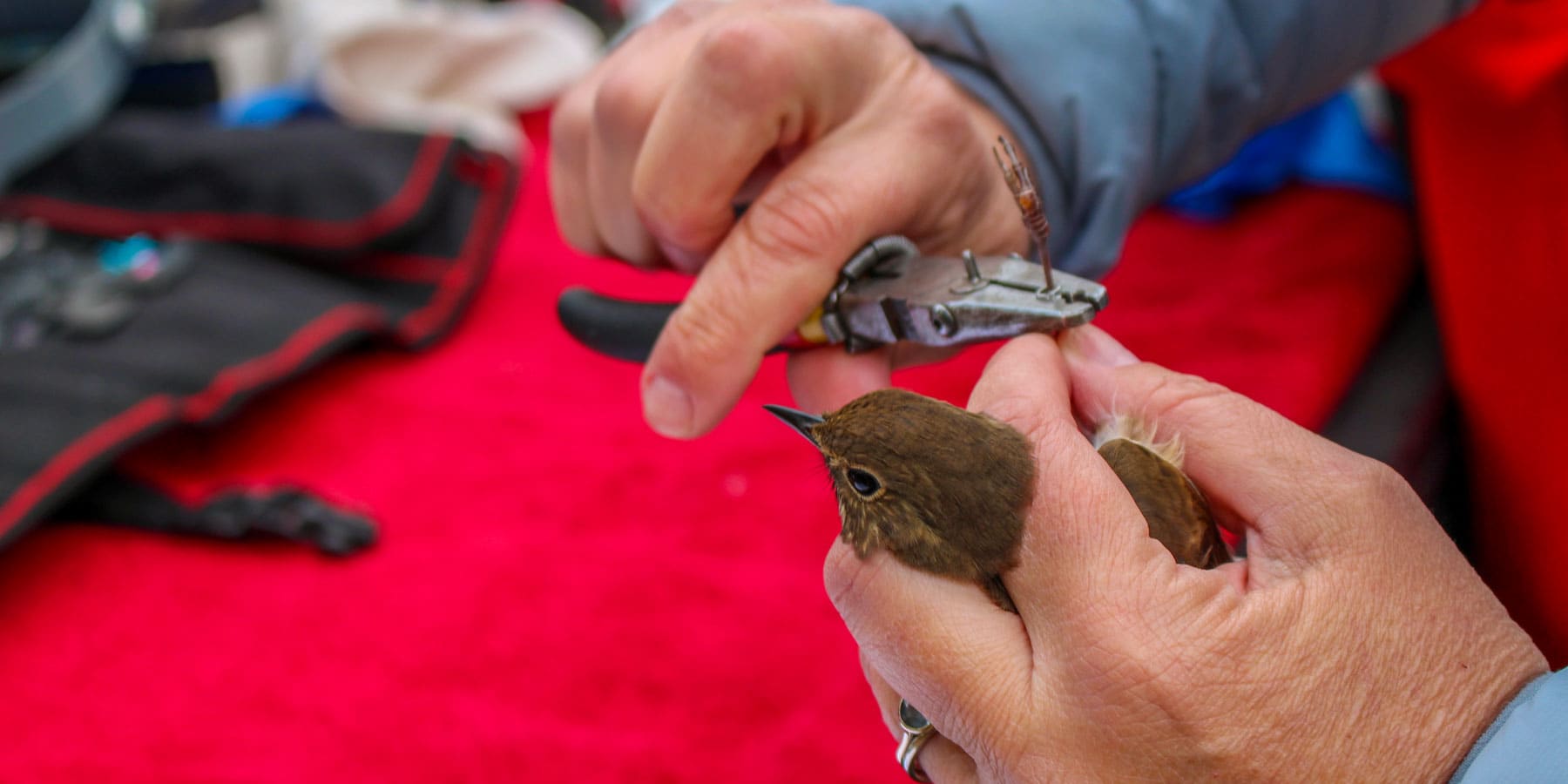 A metal band is being placed around a birds leg