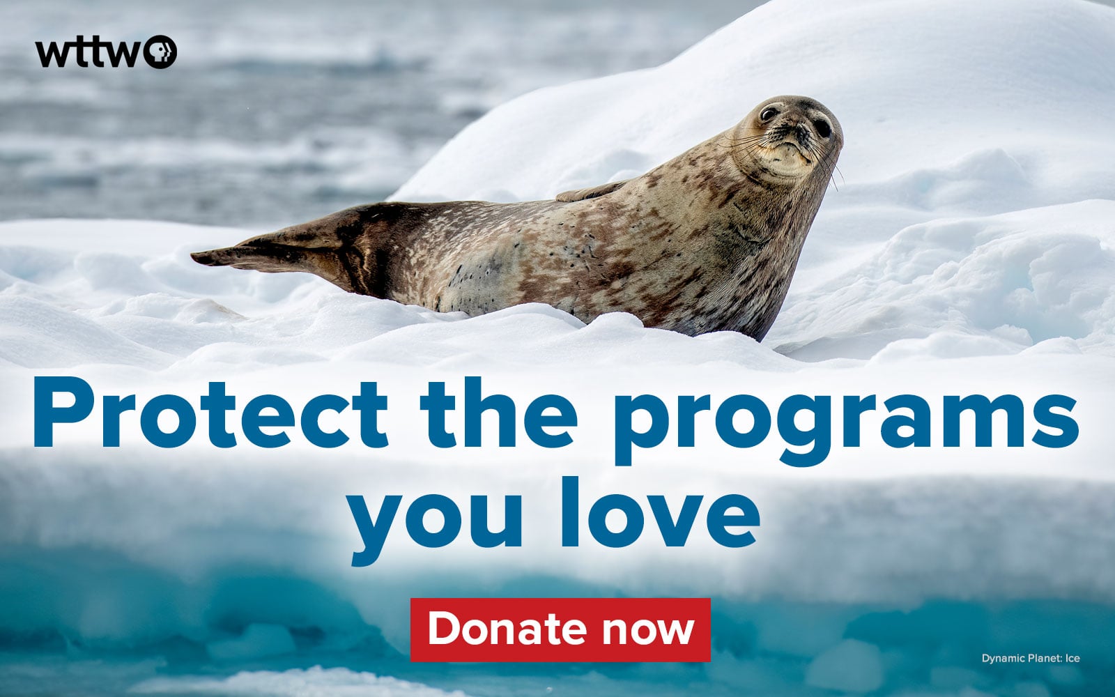 Protect the programs you love. Donate to WTTW now. Pictured: Seal in arctic waters.