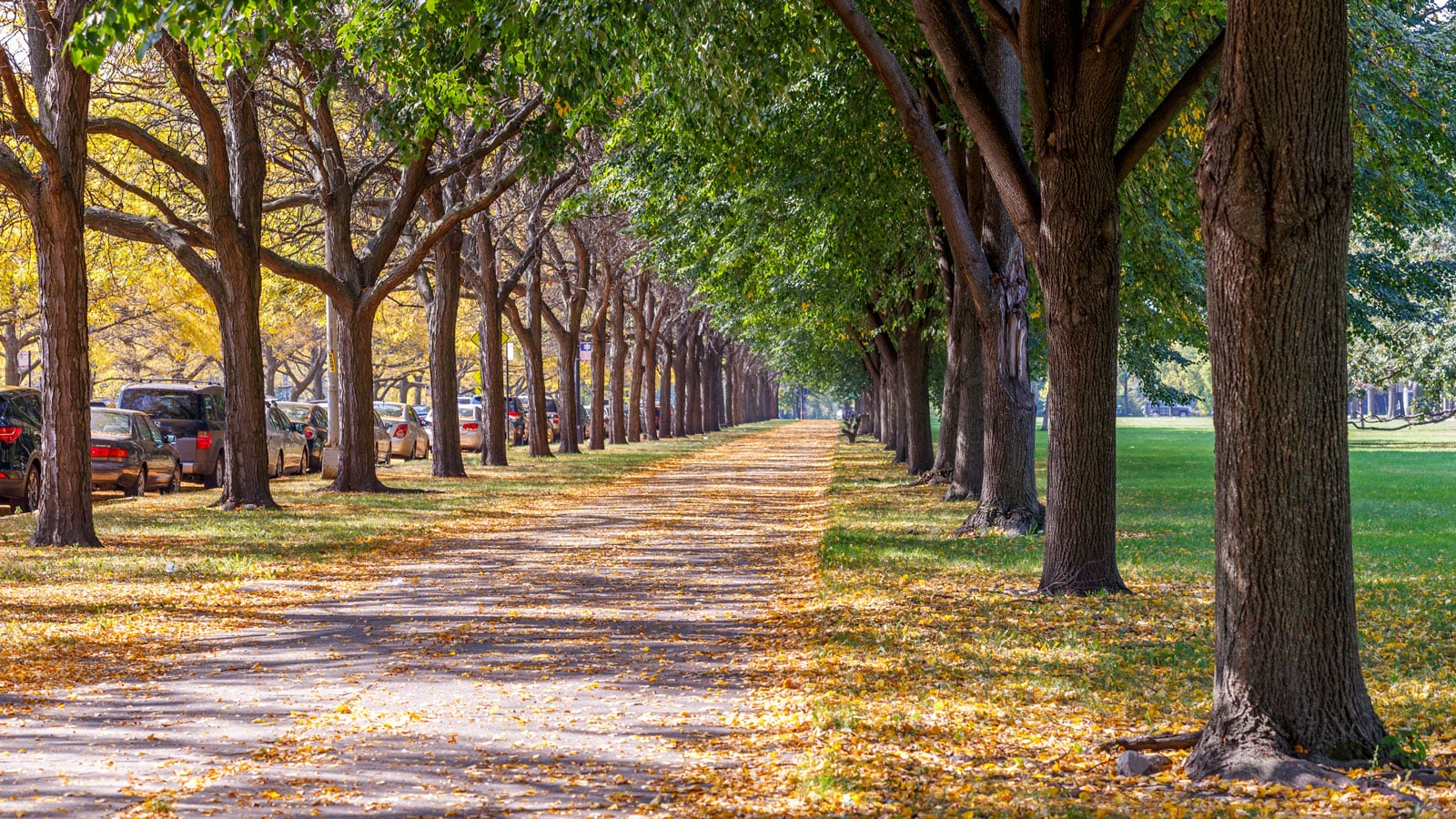 Path along Midway Plaisance Park with trees lining the path and yellow leaves on the ground