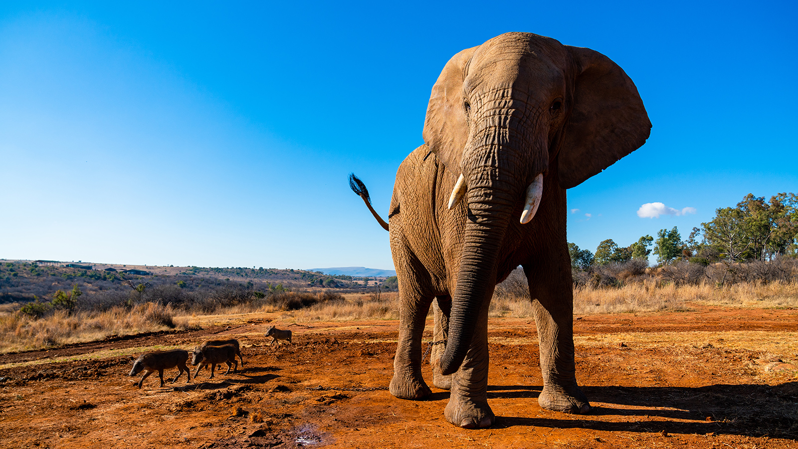 African Safari Adventure