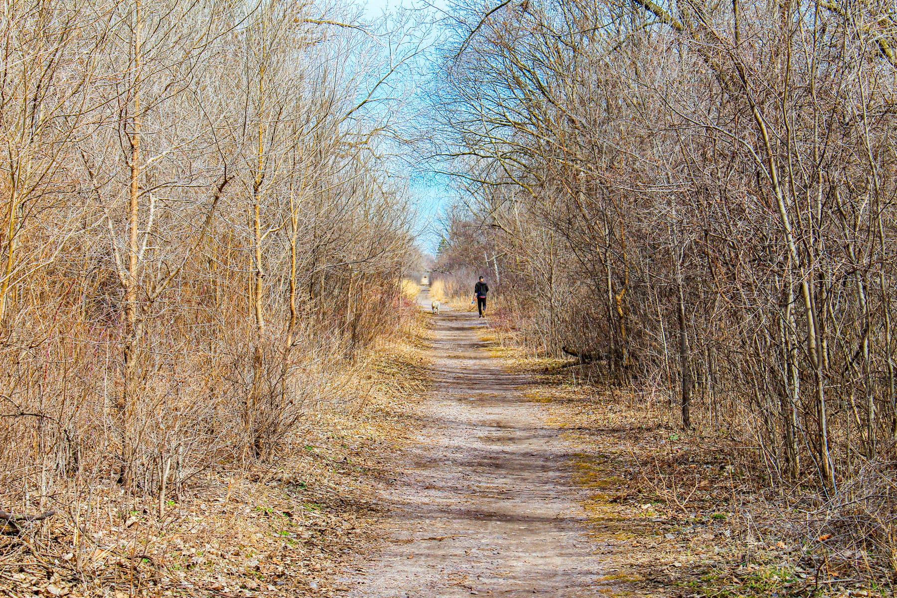 A lone person and dog walk along a narrow, dirt trail lined with bare, tangled trees under a bright blue sky, suggesting a crisp, tranquil atmosphere.
