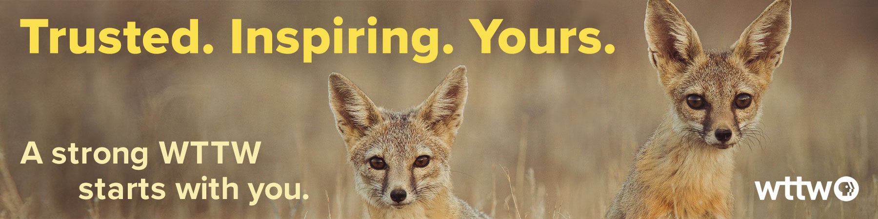 Trusted. Inspiring. Yours. A strong WTTW starts with you. Pictured: two dingos look toward camera.