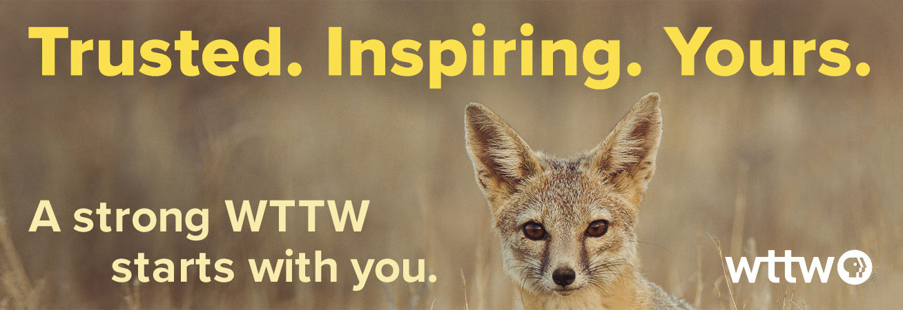 Trusted. Inspiring. Yours. A strong WTTW starts with you. Pictured: a dingo looks toward camera.