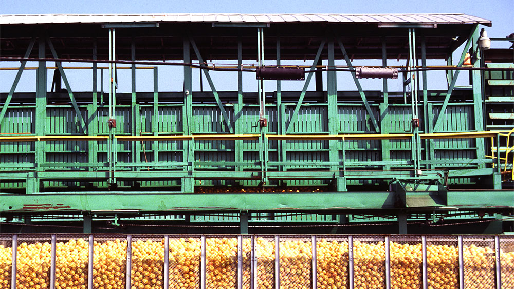 grapefruit sorter