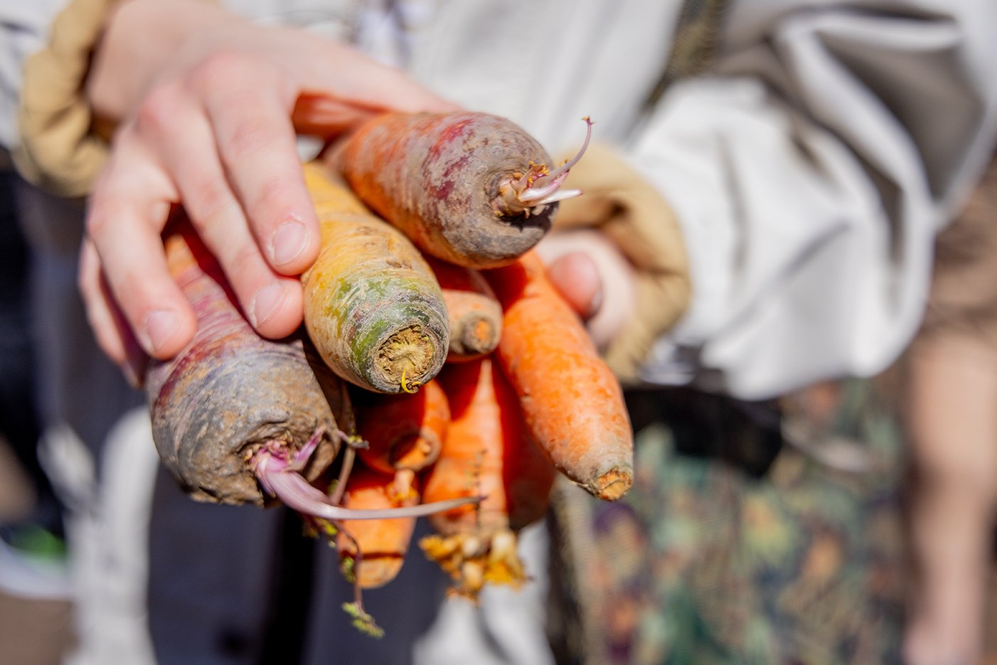 Hands hold a bunch of carrots