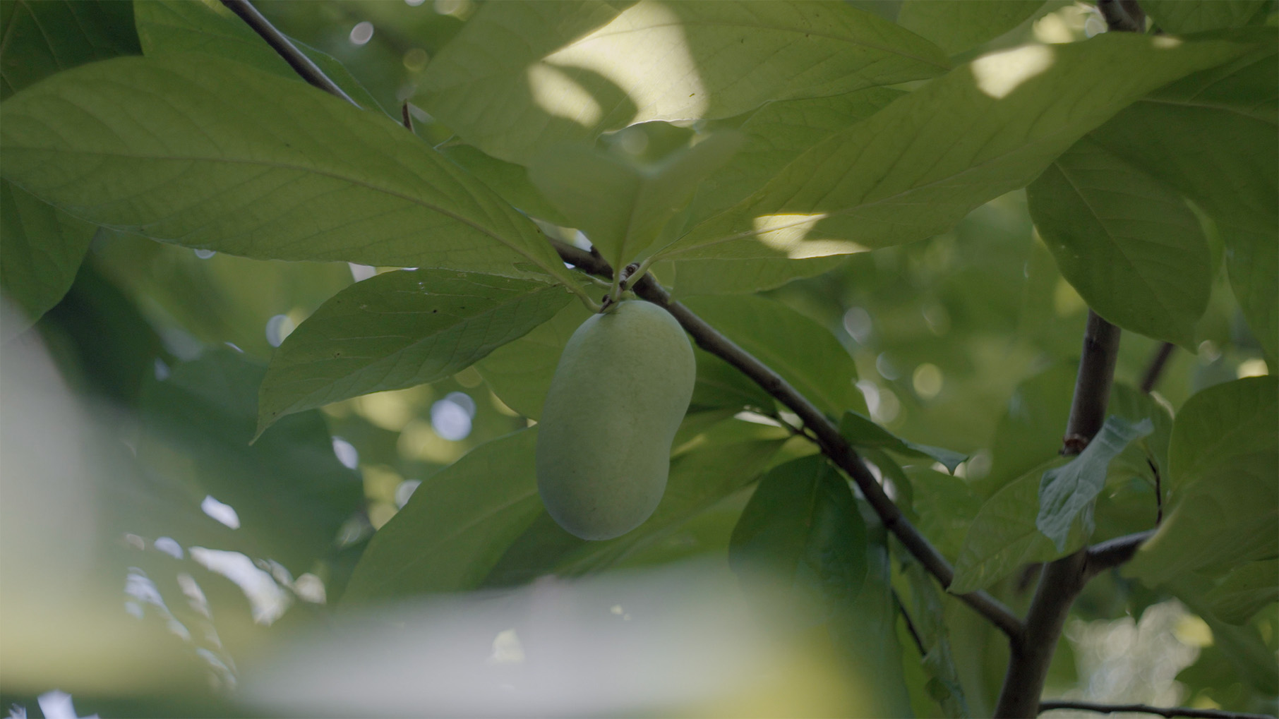 A pawpaw on a tree