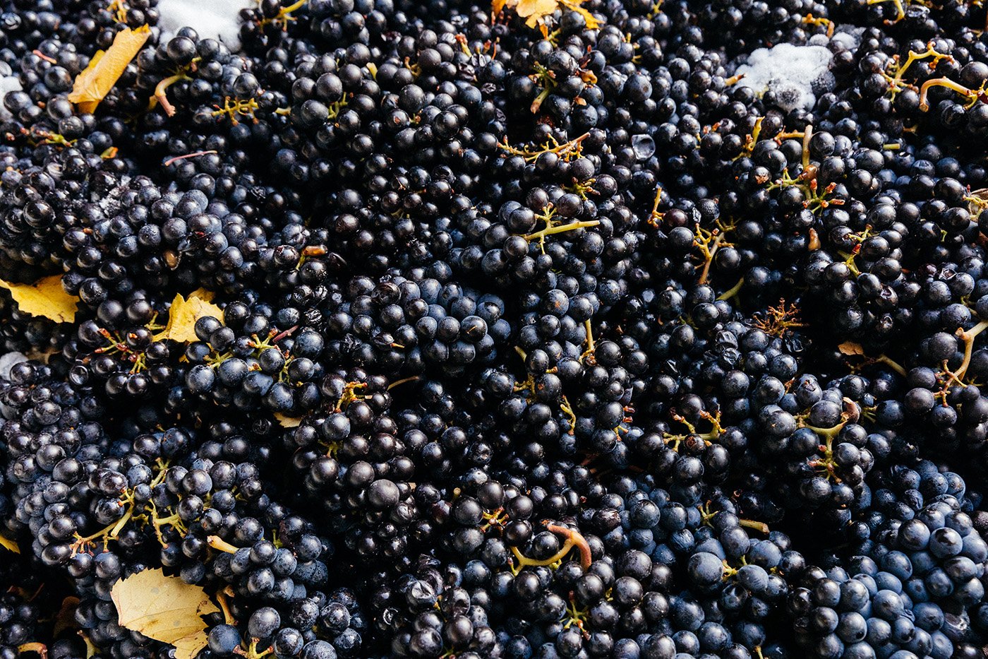 Grapes still with their stems in a heap