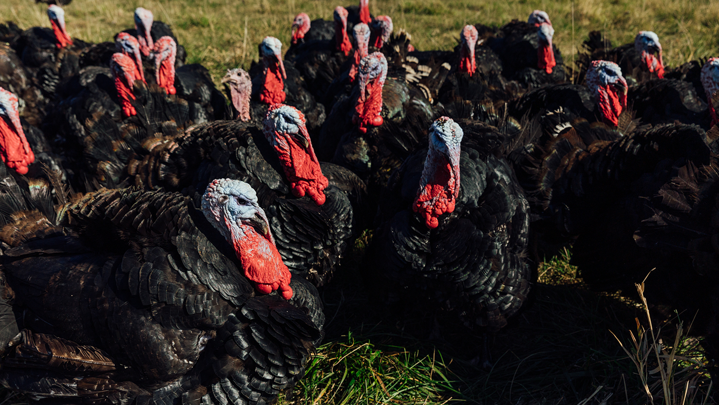 Black turkeys with red and blue heads clump together