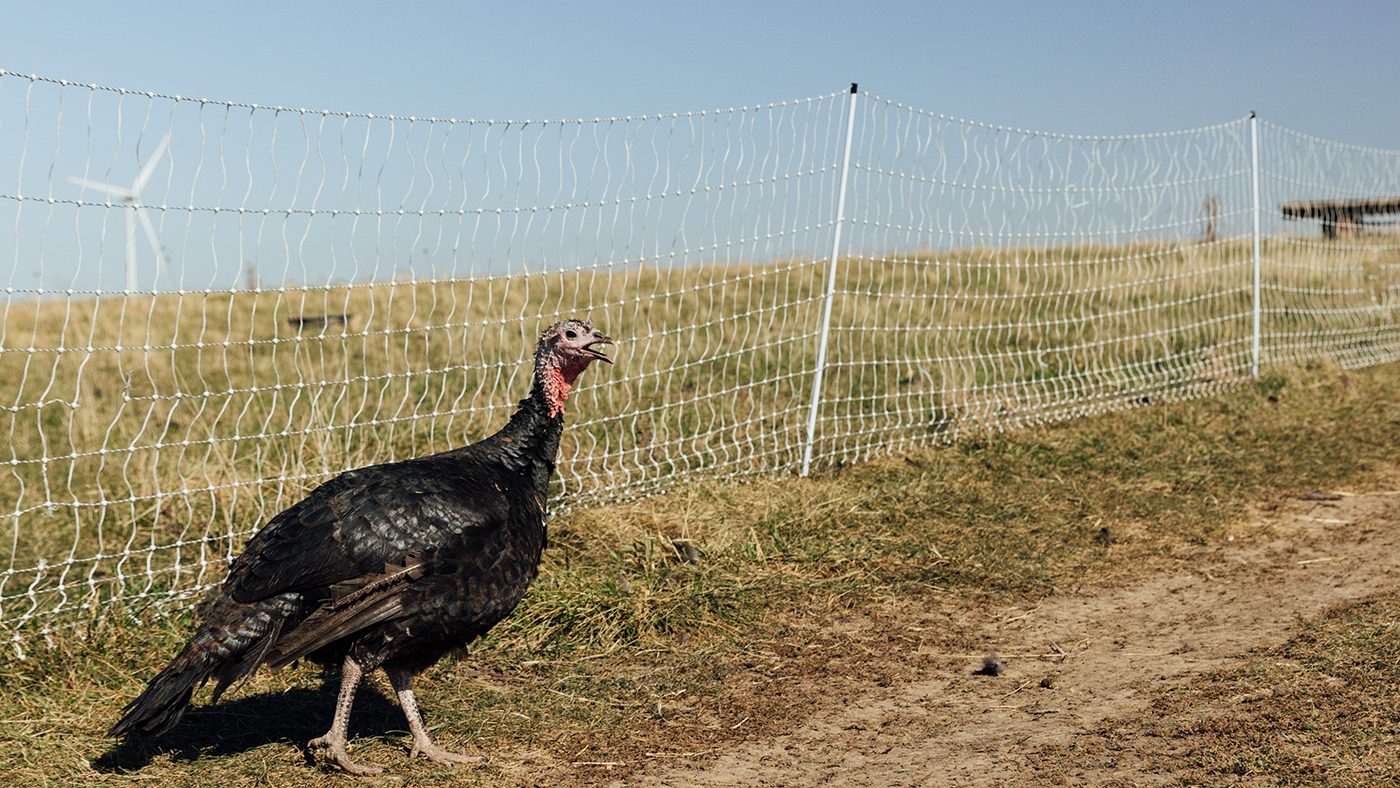 A lone female turkey on grass in front of a fence