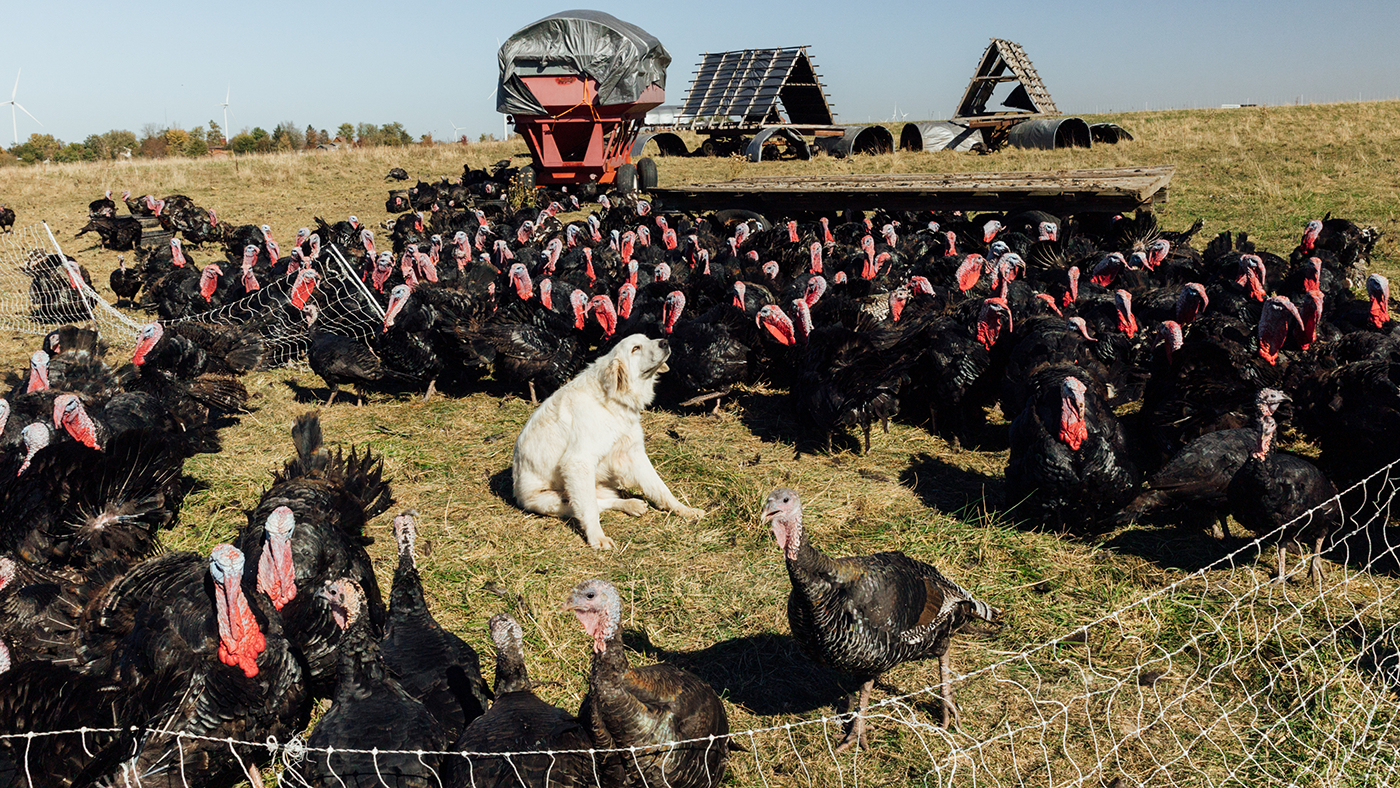 A dog sits in a gap in fencing amongst a crowd of turkeys