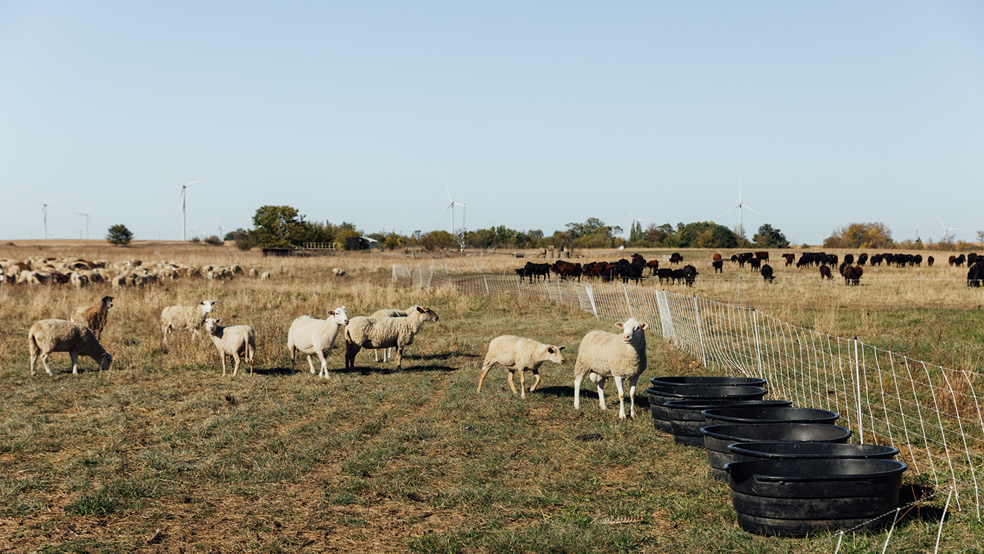 Sheep stand on pasture near black bins, with cattle further away on the other side of a flexible fence