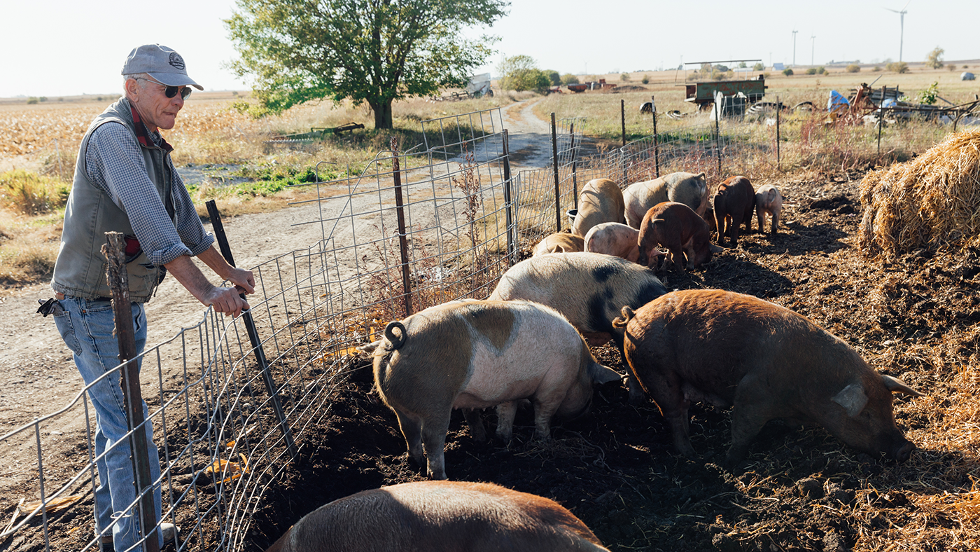 Harry Carr stands looking over pigs from a fence
