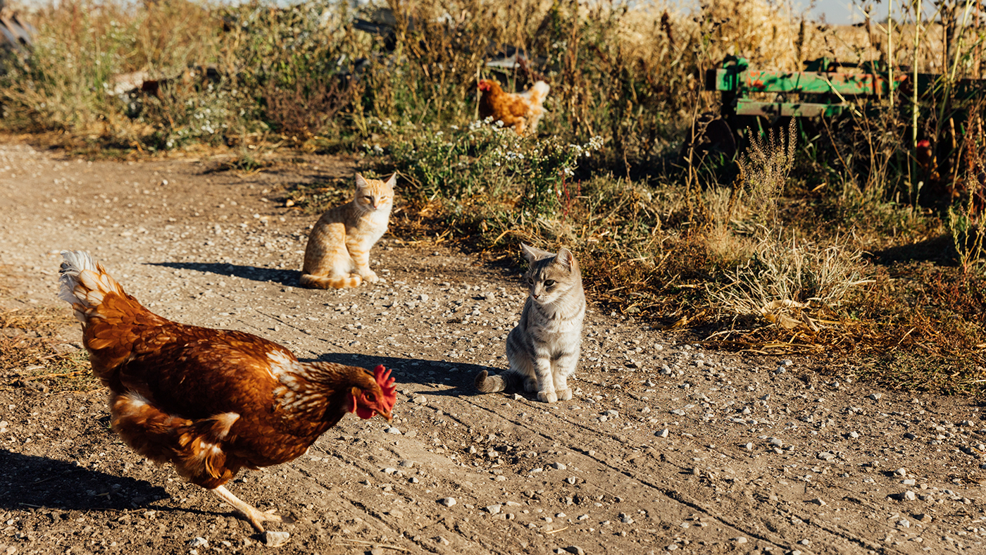 Kittens sit on a dirt path near chickens pecking the ground