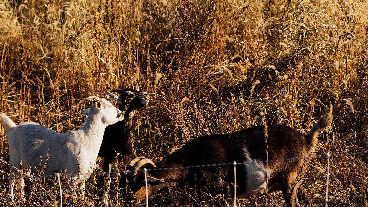 Goats in tall grass eat
