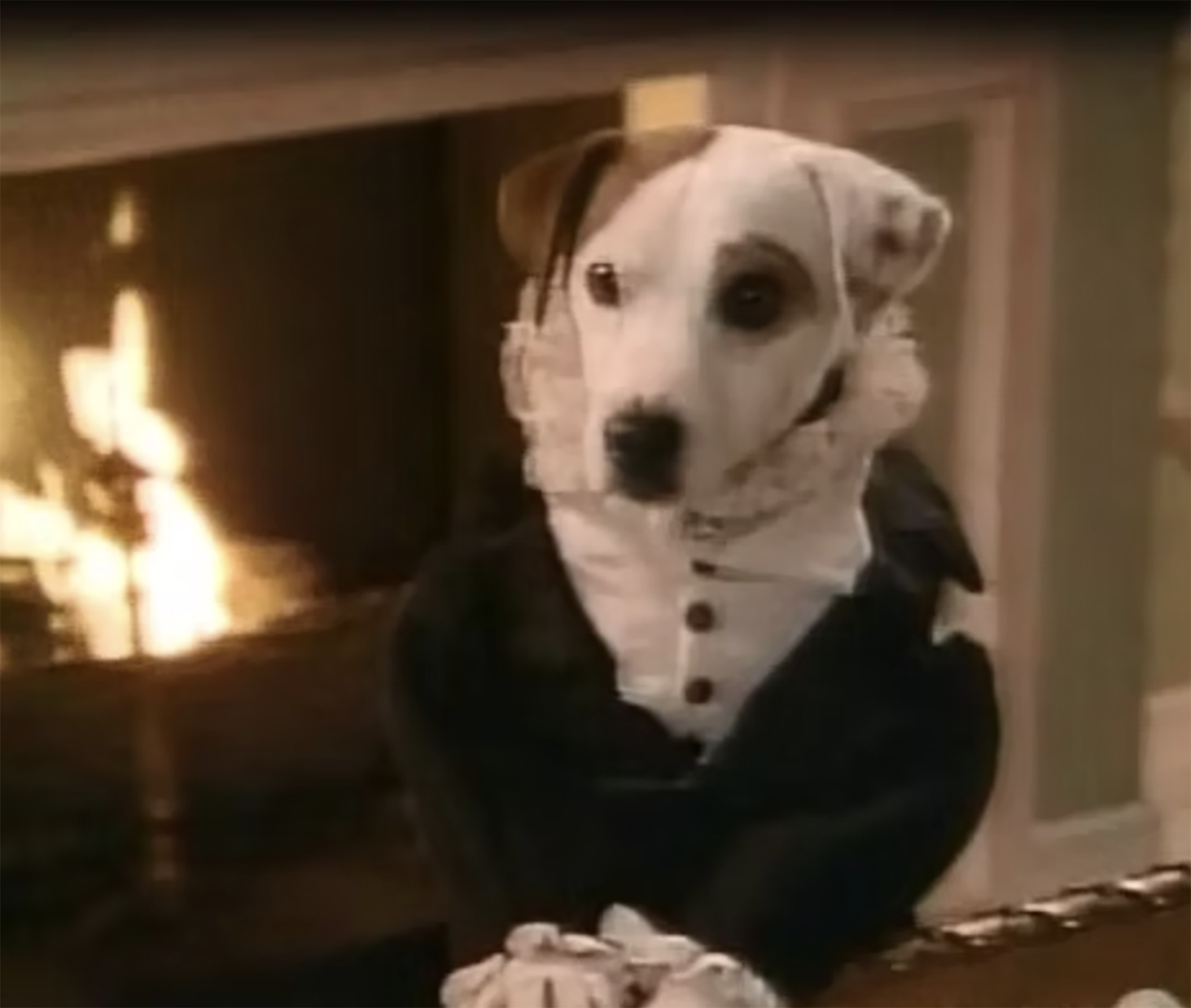 Wishbone the dog dressed as Mr. Darcy