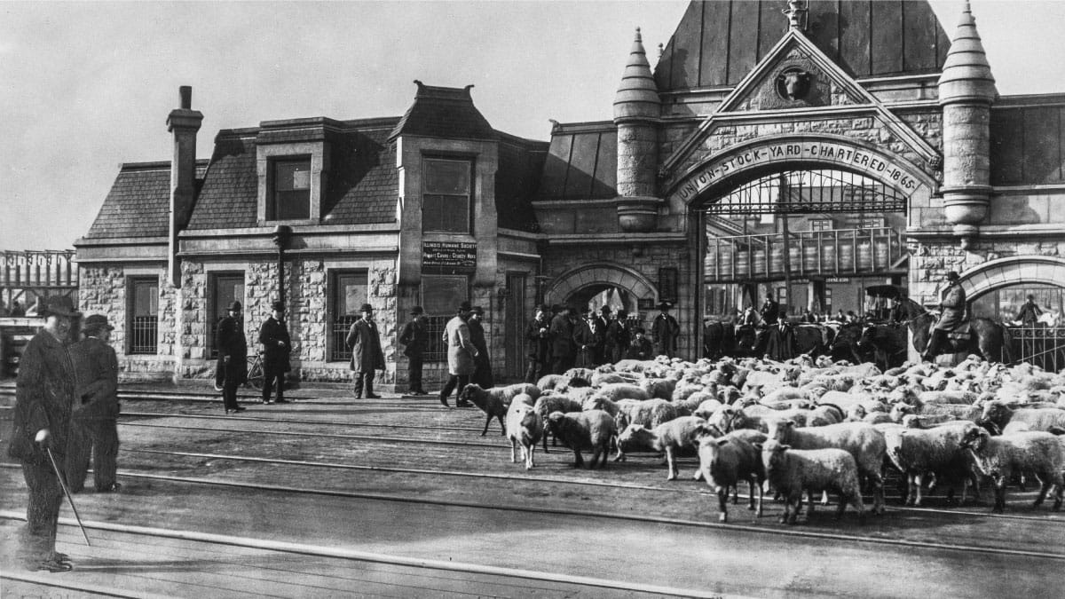 Chicago Stories: The Union Stockyards poster