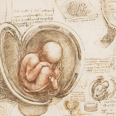 Fetus in Utero by Leonardo da Vinci, circa 1511. Credit: Royal Collection Trust / © His Majesty King Charles III, 2024 / Bridgeman Images