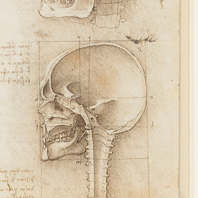 The skull sectioned by Leonardo da Vinci, circa 1489. Credit: Royal Collection Trust / © His Majesty King Charles III, 2024 / Bridgeman Images