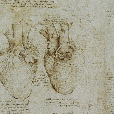 Drawings of a whole heart, probably of an ox, three diagrams demonstrating the function of the ventricles, circa 1511-1513. Credit: Royal Collection Trust / © His Majesty King Charles III, 2024 / Bridgeman Images