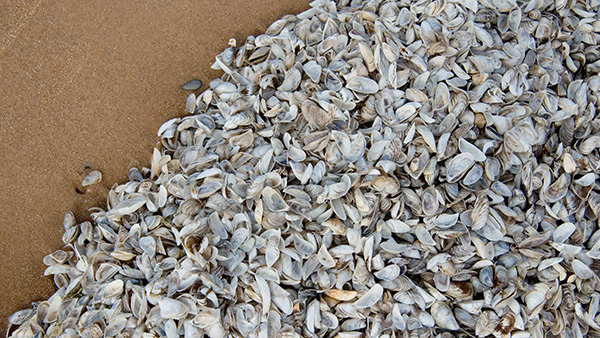 Zebra mussels are one species that have impacted Lake Michigan’s ecology. Credit: corfoto / iStock Tons of zebra mussels on a beach