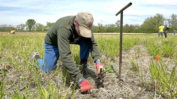 Volunteer Mary Ann Maglia helps create a wild native seed garden that will form a prairie of its own across from Orland Grassland, while also producing seed for other habitat restoration projects within Cook County forest preserves, May 7, 2025. (Patty Wetli / WTTW News) A person kneels on the ground to dig a hole for a plant