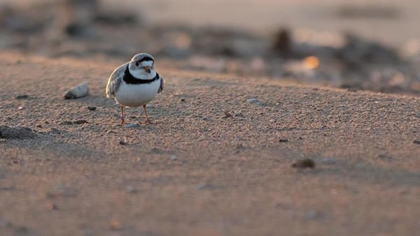Imani at Montrose Beach in 2023. (Matthew Dolkart) The piping plover, Imani, on Montrose Beach.