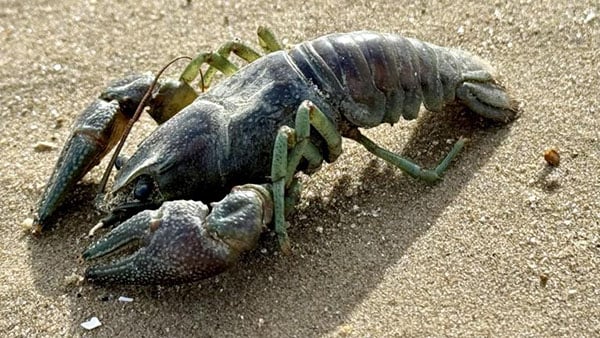 A close up of a rusty crayfish that washed up on a Chicago beach 