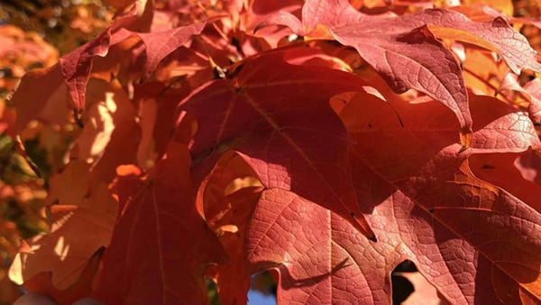 Fall color is highly anticipated. Credit: Patty Wetli / WTTW News A close-up of red leaves