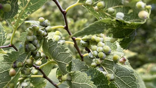 These “warty” growths on hackberry leaves are one of nature’s many unusual phenomena: galls. (Patty Wetli / WTTW News) A close-up of wart-like growths on hackberry leaves